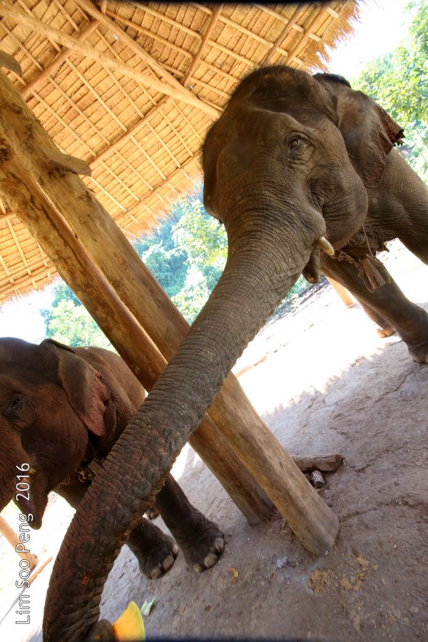 Day 3.2 ~ Visit to the Green Hill Valley Elephant Camp